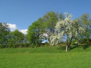 Apfelblüte im Frühjahr