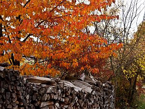 Herbstlaub mit Holzstoß