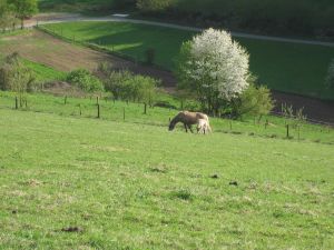 Pferde auf Wiese